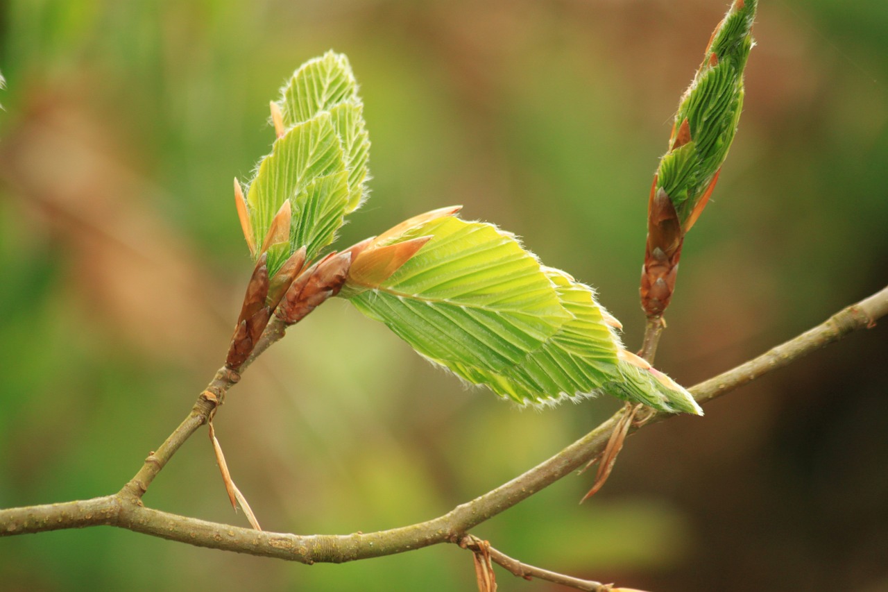 beech, beech leaf, beech leaves-754155.jpg